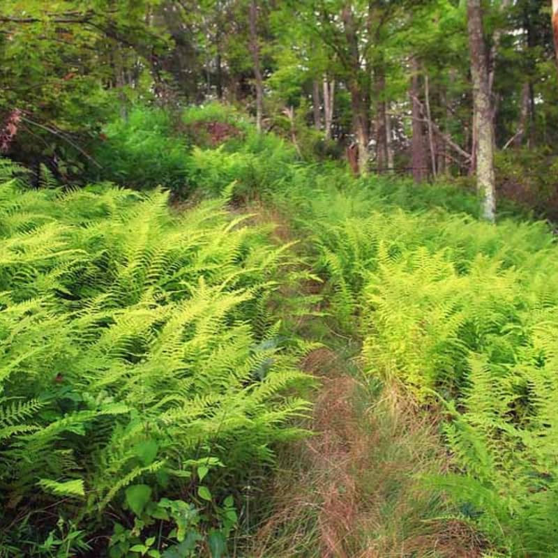 5 Hay Scented Fern Rhizomes Live Plants for Planting, Ferns Live Plants Outdoors Indoors Full Shade, Bare Roots, Fast-Growing
