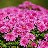 3 Live Chrysanthemum Plants, Purple Chrysanthemum Live Plants, Chrysanthemum Flowers Plants Outdoor Indoor, Between 3 and 5 Inches in Height