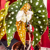 Angel Wing Begonia Live Plant, Polka Dot Begonia Maculata Plants, 4-7" Starter Indoor Outdoor Houseplant Décor, Air-Purifying and Easy Care, Spotted Begonia with White Flowers
