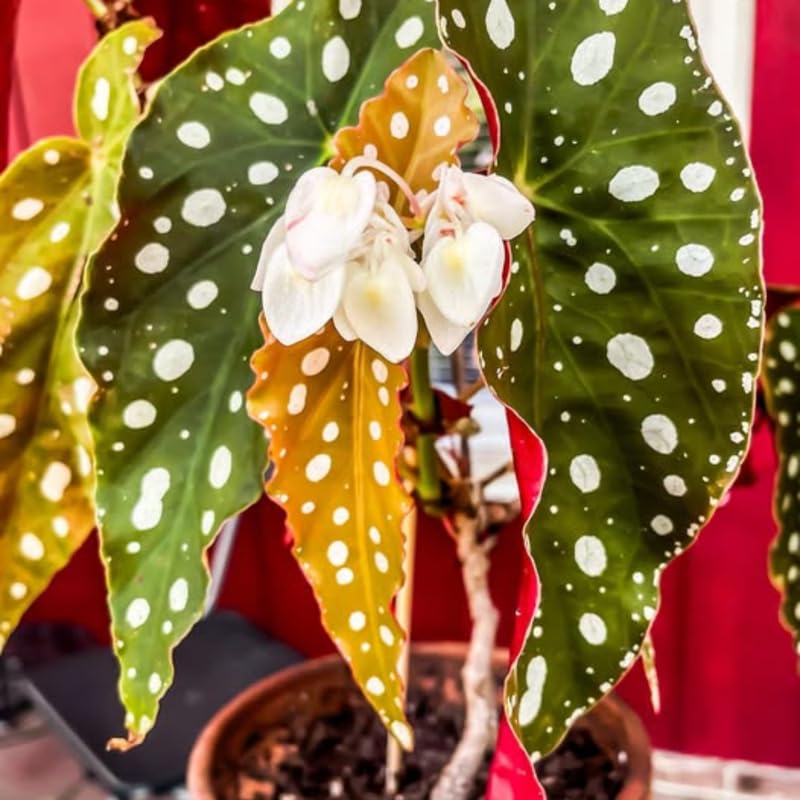 Angel Wing Begonia Live Plant, Polka Dot Begonia Maculata Plants, 4-7" Starter Indoor Outdoor Houseplant Décor, Air-Purifying and Easy Care, Spotted Begonia with White Flowers