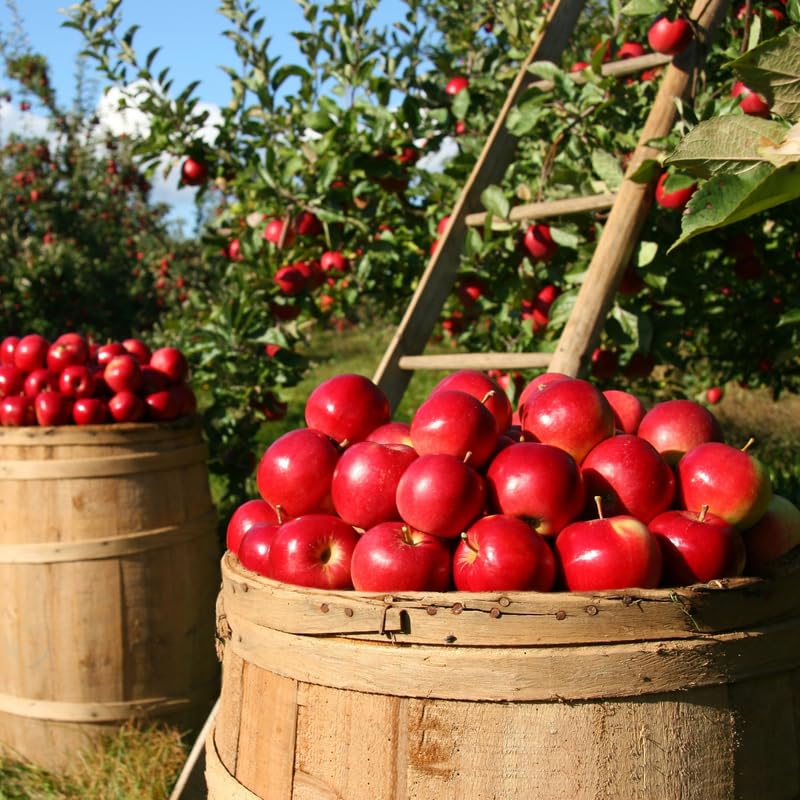 Winesap Apple Tree Live Plant, Deep Red Apple Plant Live for Planting 2-3 Feet Tall, Gallon Pot, Live Apple Tree Plant, Apple Fruit Tree Ready to Grow Your Garden