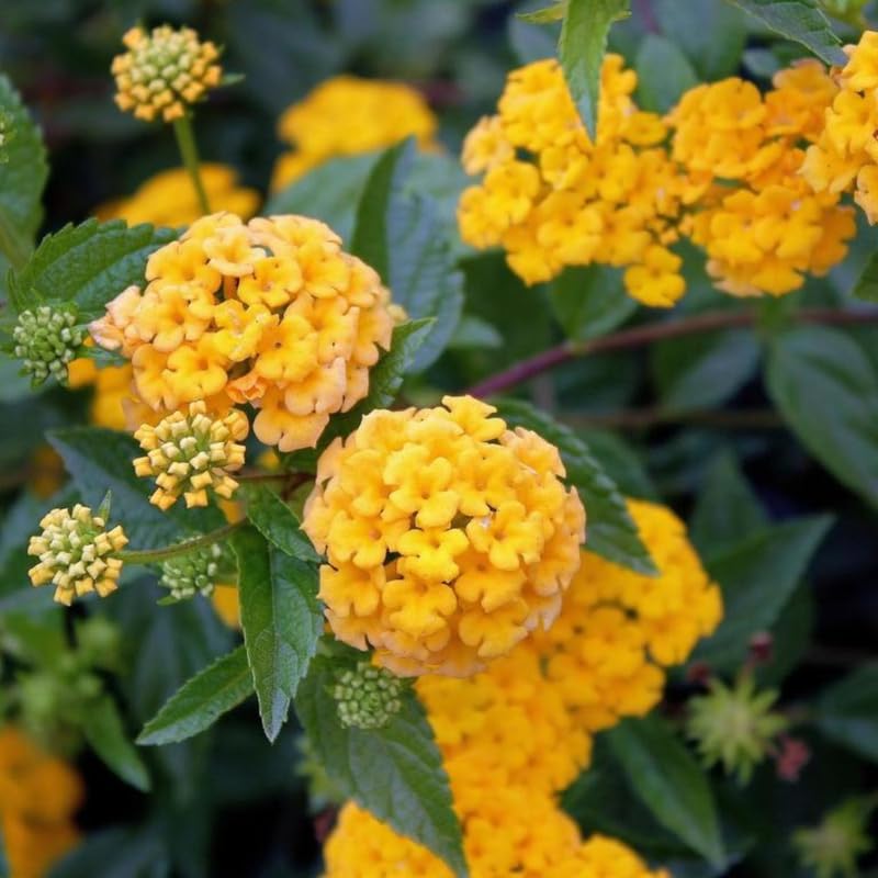 Pack 2 Lantana Live Plants, Yellow Trailing Lantana Flowering Plants 4-8 Inches, Ready to Plant Outdoor
