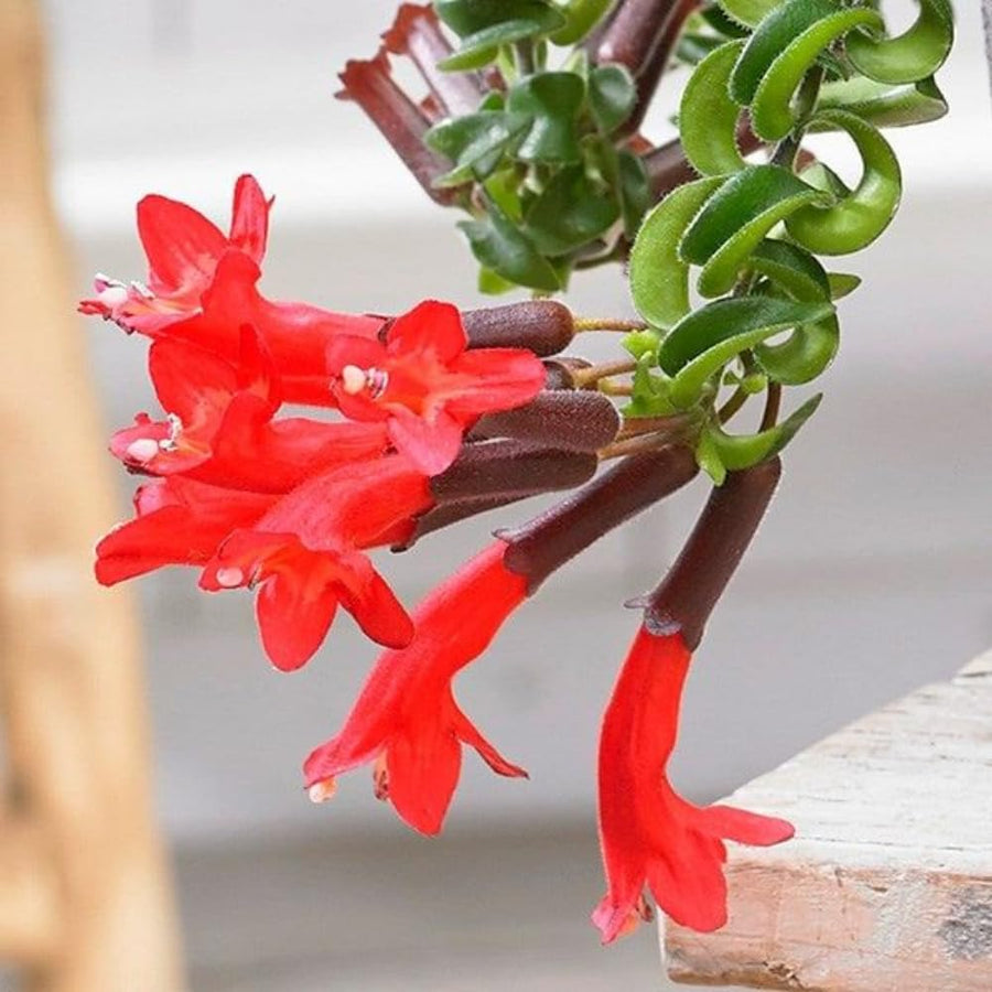 Lipstick Plants Live Houseplants, Curly Lipstick Plant in 3 Inch Pot, Rare Twisted Aeschynanthus Houseplant Indoor Outdoor Garden, Perennial Tropical Vine Plant