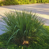 Citronella Grass Live Plants, 2 Plants, Live Citronella Grass Plants from 3 to 5 Inches Long Herb Garden