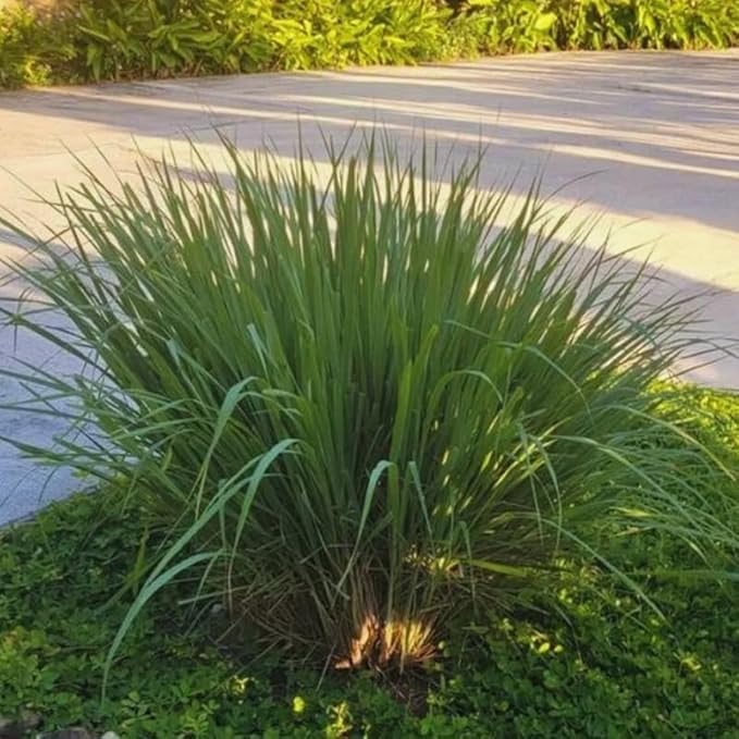 Citronella Grass Live Plants, 2 Plants, Live Citronella Grass Plants from 3 to 5 Inches Long Herb Garden