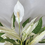 Set 4 Variegated Peace Lily Plants Indoor Live Plant, White Lily Flower Plant Live for Houseplant, 4 to 8 Inc Lily Plant for Indoor Outdoor Planting
