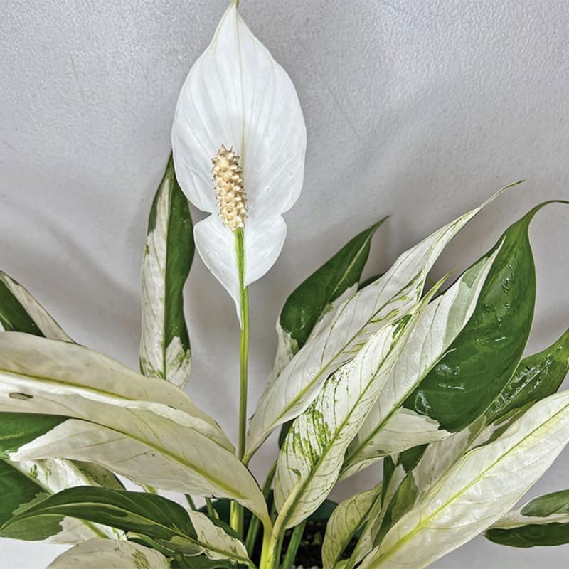 Set 4 Variegated Peace Lily Plants Indoor Live Plant, White Lily Flower Plant Live for Houseplant, 4 to 8 Inc Lily Plant for Indoor Outdoor Planting