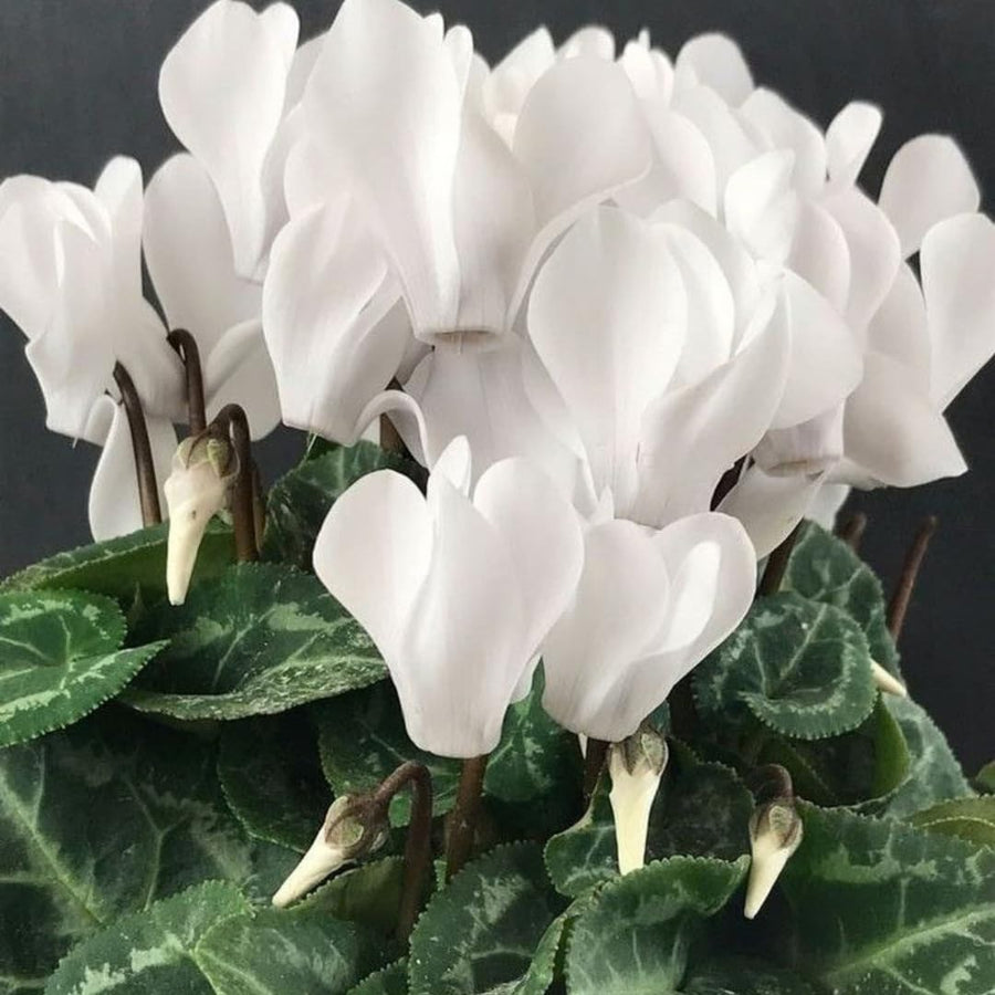 Live White Cyclamen Plant, Cyclamen Flower Live Plant, Hardy Indoor Flowering Houseplant 5-7 Inches Tall,Ready to Grow
