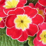 Live Red Primrose Plant, Hardy Primrose Flower in 4 Inch Pot, Well Rooted for Indoor or Outdoor Planting