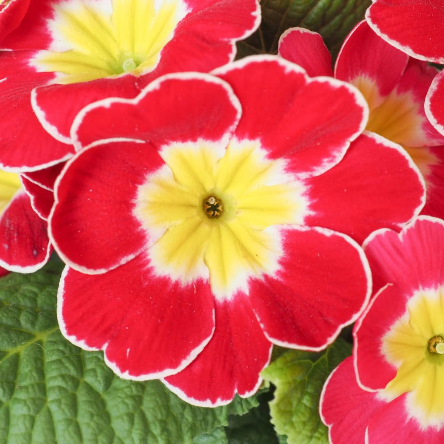 Live Red Primrose Plant, Hardy Primrose Flower in 4 Inch Pot, Well Rooted for Indoor or Outdoor Planting