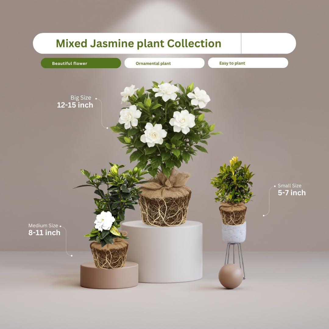 2 Jasmine Plants Live, Jasmine Flower Plant, 5 Inc Long, Annual Blooming Climbing Vine (Frost Proof)