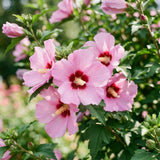 Pink Rose of Sharon Live Plant in Quart Pot, Althea Hibiscus Flowering Shrub for Outdoor Garden