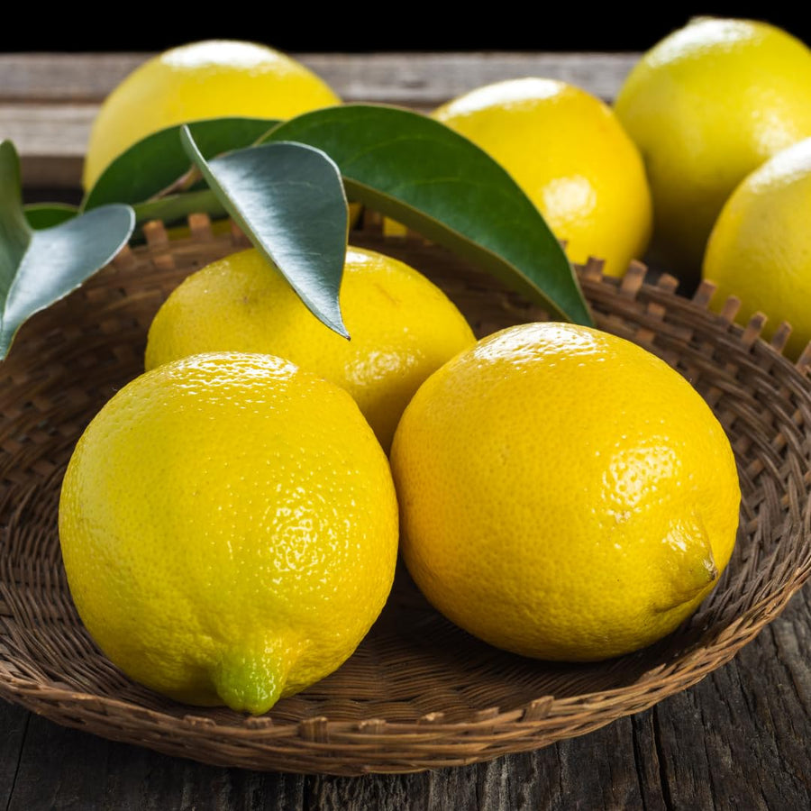 Live Lemon Tree Plant, Tropical Lemon Fruit, Dwarf Citrus Tree, 2-3 Inch Tall, Ready for Planting