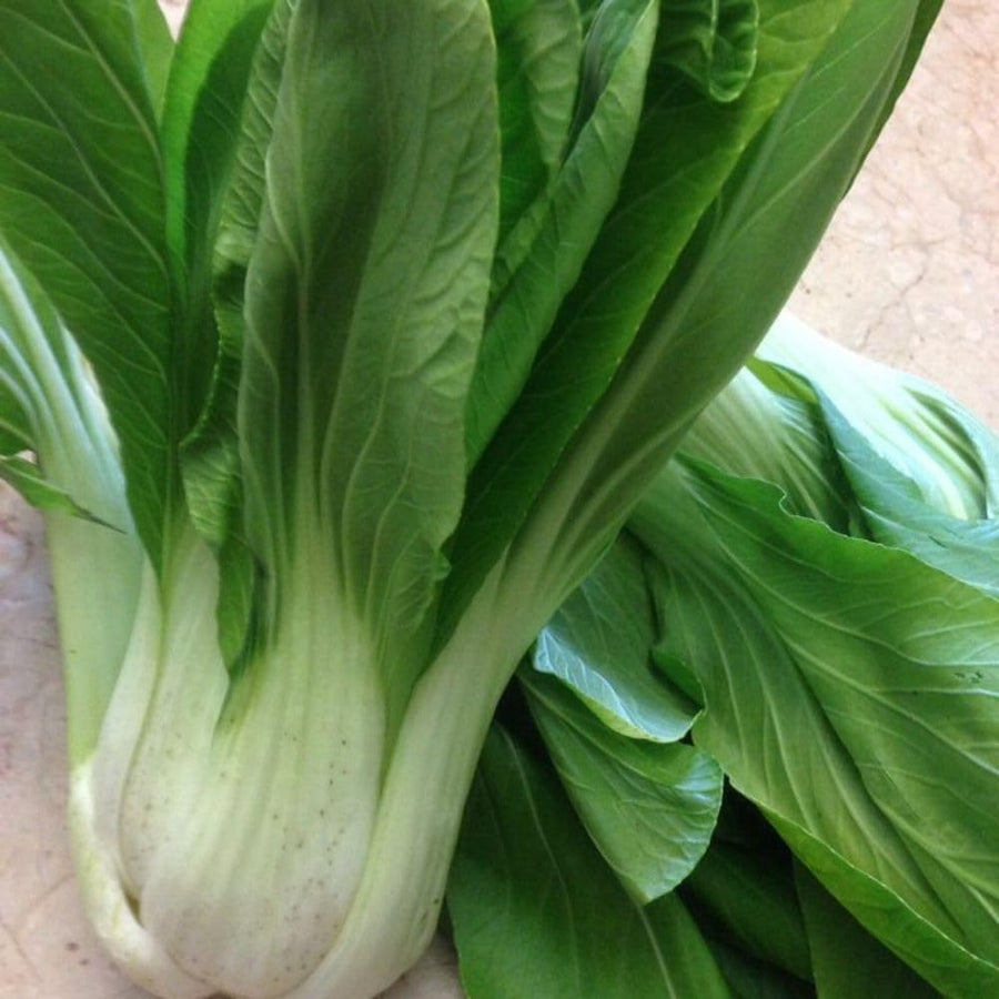 500+ White Pak Choi Seeds, Bok Choy Vegetable Seeds, Leafy Green Vegetable, Suitable for Home Garden Planting, Outdoor Growing Use