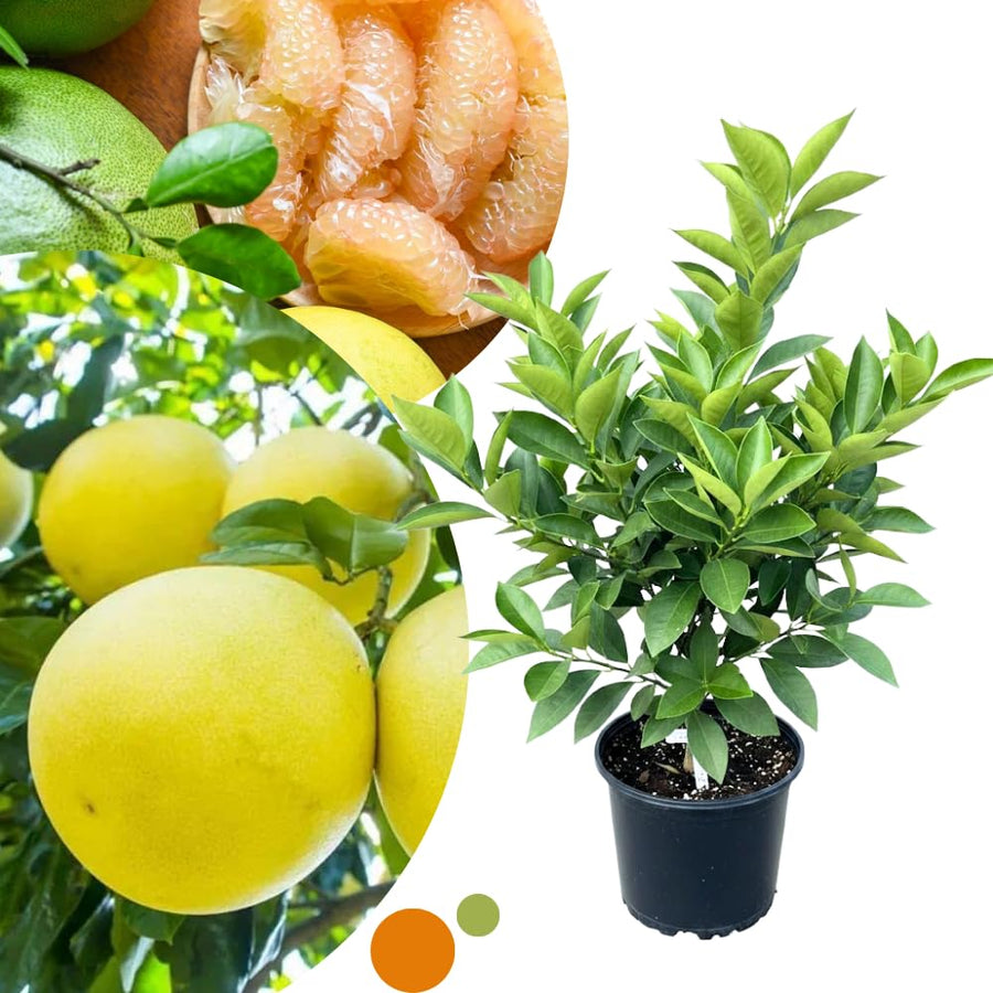 White Pomelo Grapefruit Tree Live Plant, 3 Feet Tall Grafted Citrus Tree, Large Sweet White Pumelo Fruit for Outdoor Planting