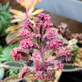 Kalanchoe Live Plant, Kalanchoe Mother of Thousands, Variegated Succulent Houseplant Indoor, 2 Inch Pot (Pink)