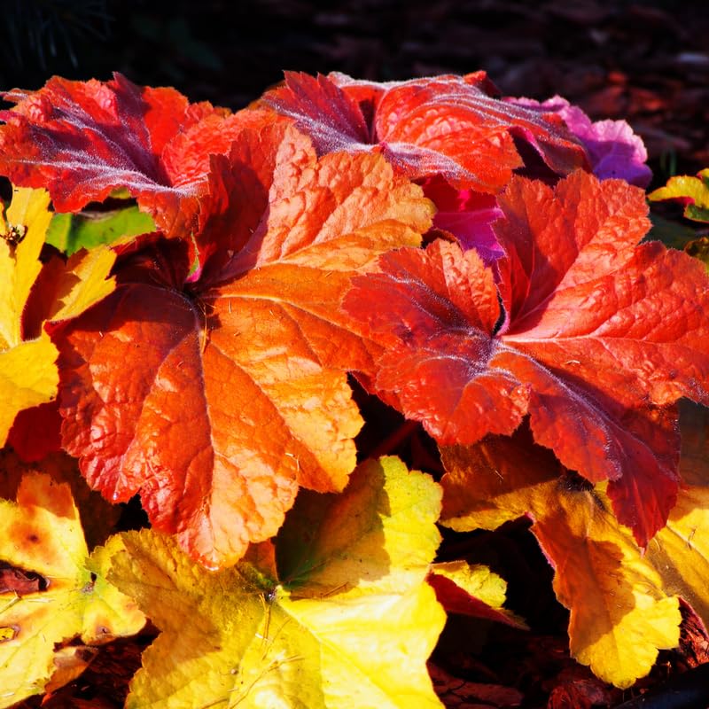 Set 2 Heuchera Bushes Live Plants, Live Perennial Coral Bells for Planting, 4 to 8 Inches - Red Orange