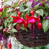 Red Fuchsia Plant Live in 5-Inch Pot, Hanging Basket Flower, Hardy Fuchsia Vine for Shade Gardens, USDA Zones 8-11