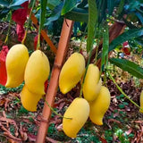 Julie Mango Tree Live Plant, 2 Feet Tall, Tropical Mango Fruit Tree for Outdoor Planting