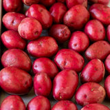 High Yielding Red Potato Tubers, 1 Pound Potatoes Plants Bulbs for Outdoor Growing,Vegetables Heirloom Potato Seeds Live Tuber for Home Garden