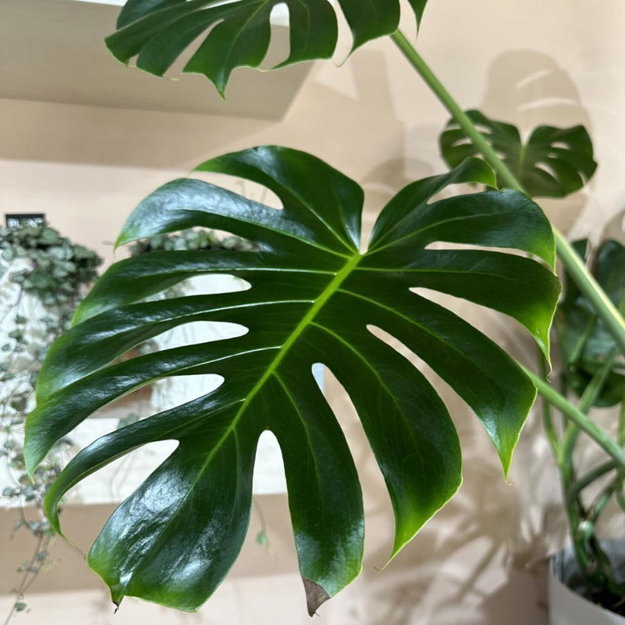 Philodendron Live Plant, Rare Variegated Houseplant for Home or Office, 5-8" Tall Tropical Indoor Plant (Green Philodendron)