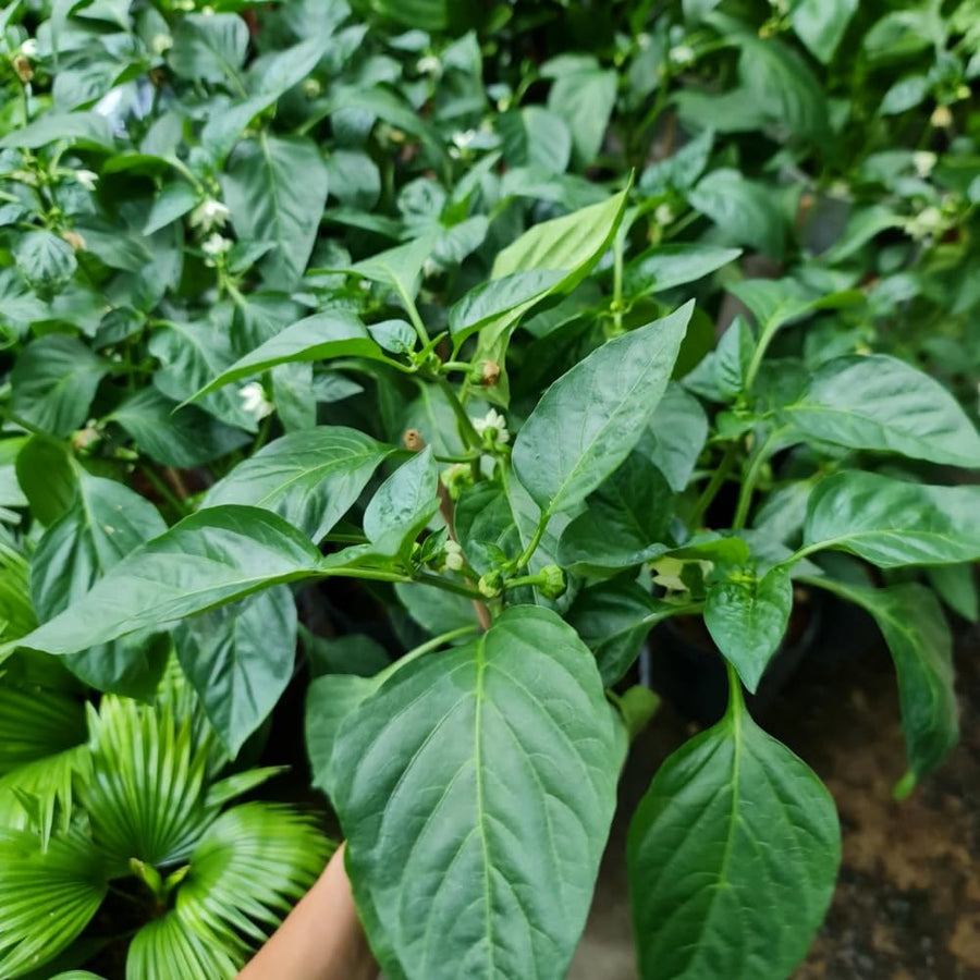 Set of 2 Yellow Banana Pepper Plants Live in Pot, Hot Bird Peppers Plants, 100 Days Old, 6 to 10 Inches Tall