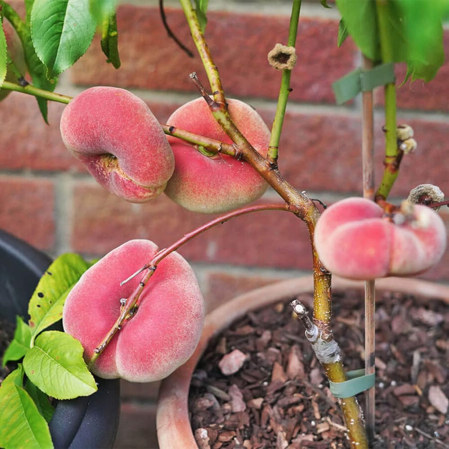 Donut Peach Trees Live Plants, Peach Tree Fruit for Growing, Zones 5-9, 1 to 3 Feet Tall, No CA
