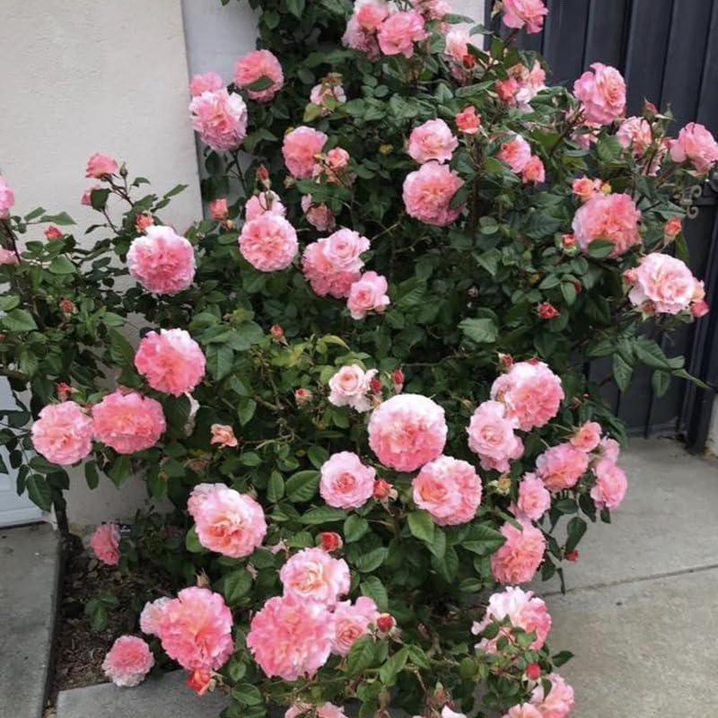 Pink Climbing Roses Live Plants 7 Months Old, Rose Bushes Ready to Plant 5-9" Tall, Very Fragrant, Can Grow As Climber or Bush Tree or Trellises, Walls, Fences