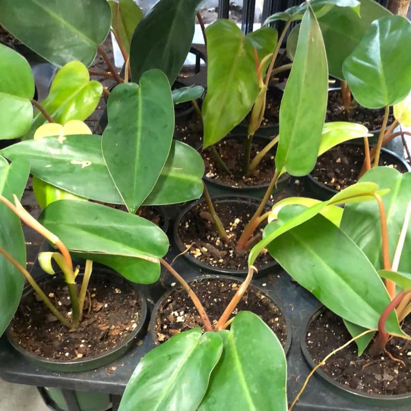 2 Rare Philodendron Live Plants Varieties Collection, Philodendrons Plants Size 5-9 Inc for Indoor Houseplant Décor, Ornamental Tropical Well-Rooted (Red Philodendron Plants)