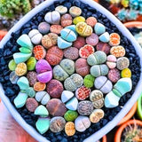 30 Live Lithops Succulent Plants, Assorted Color Living Stones, Rare Mix Succulents for Indoor and Outdoor Gardening, Bare Root