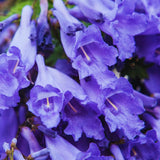 Jacaranda Mimosifolia Live Plant, 8-10 Inches Tall in 4" Pot, Blue Purple Flowering Tree for Outdoor Growing Garden and Landscape