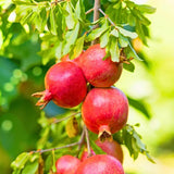 Pomegranate Plant Live in 4" Pot, Cold Hardy Variety, Well-Rooted Fruit Tree Starter for Indoor Outdoor Growing