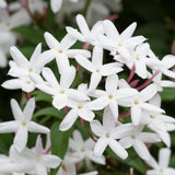 White Jasmine Plant, Fragrant Jasmine Flower Vine 4-8 Inches Well Rooted for Container, Hanging Basket Growing