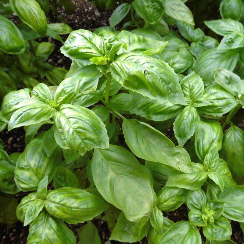 Sweet Basil Plants Live in 3 Inch Pot - Set 2 Pots, Live Basil Plant for Planting, Perennial Fragrant Herb Plant for Containers, Home Garden