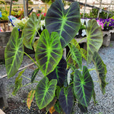 Alocasia Plant Live, Rare Elephant Ear Plant Indoor in 4 Inch Pot, Tropical Foliage, Compact Houseplant for Office, Room and Home Décor - Green Vein