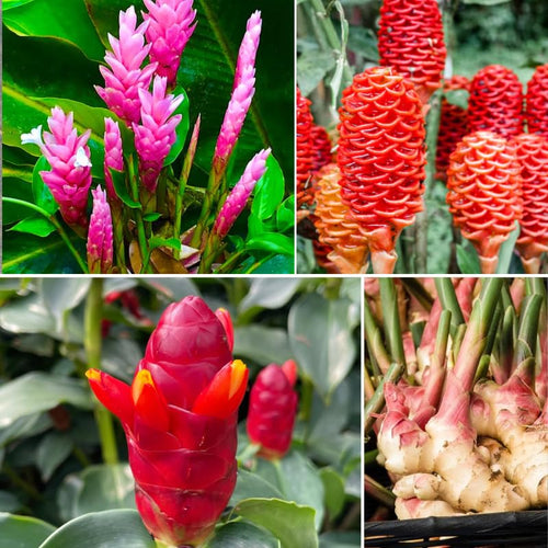 2 Mixed Ginger Plants Live for Planting, Tropical Flowering Plant for Garden or Patio, Hardy Ginger Plant No Pot, 5-9" Height
