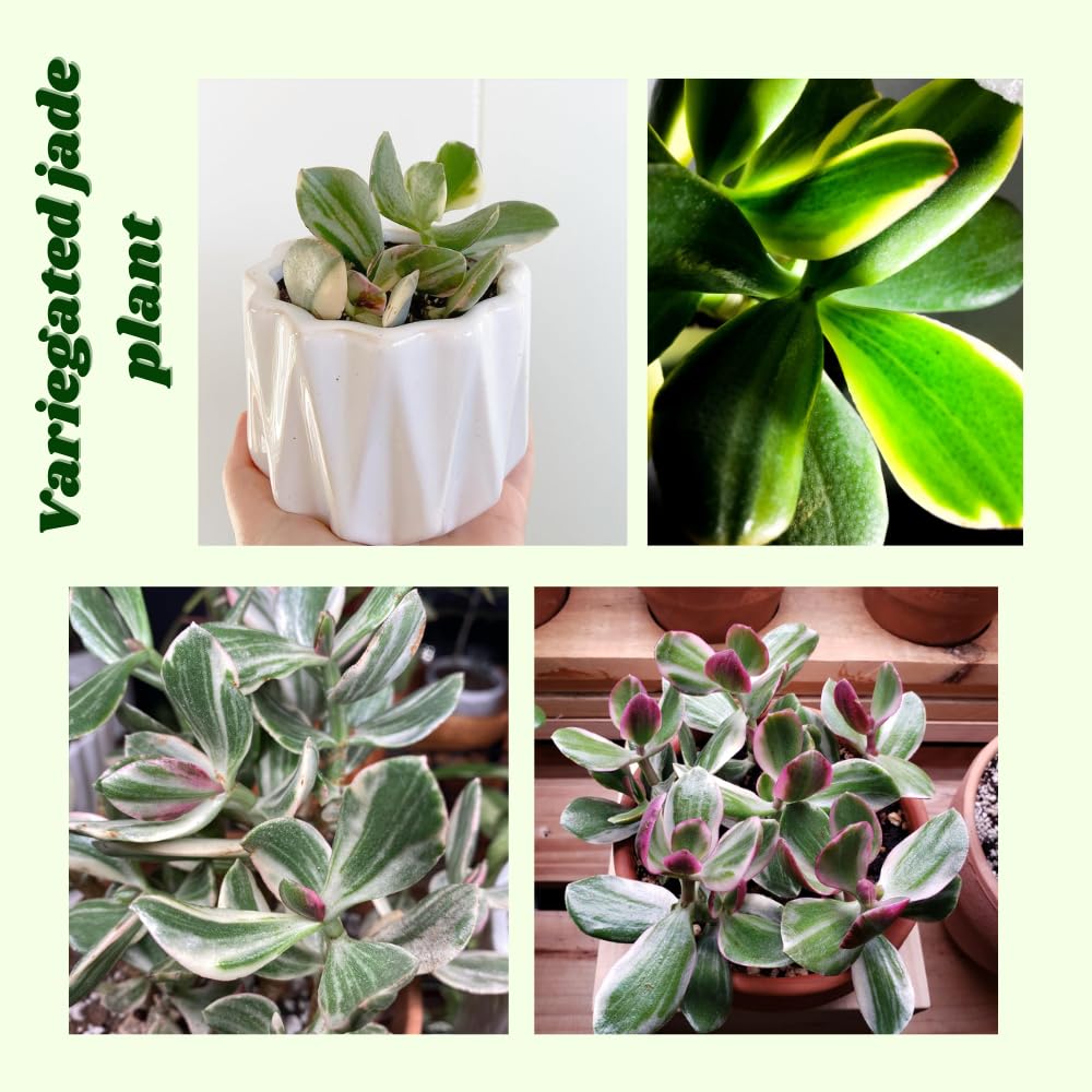 Variegated Jade Plant, Crassula Ovata Live Plant, Jade Succulent Houseplant, 4 Inch Pot for Indoor Outdoor Planting