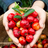 Acerola Barbados Cherry Plant Live, 2 Years Old Early Fruiting Cherry Fruit Live Plant, Sweet Tropical Fruit Tree, 2 feet Tall for Outdoor Garden
