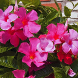 Pink Mandevilla Live Plants Vine, Set 2 Plants, Live Mandevilla Flower Plants Gardening, Mandevilla Vine Plant Growing