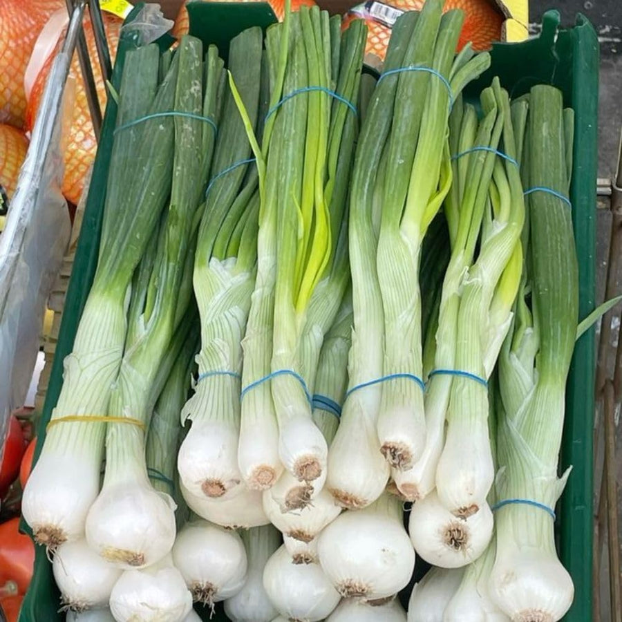 100+ American Flag Leeks Seeds, Garden Leek Seeds, Vegetable Seeds for Outdoor Planting, Suitable for Home Gardening Use