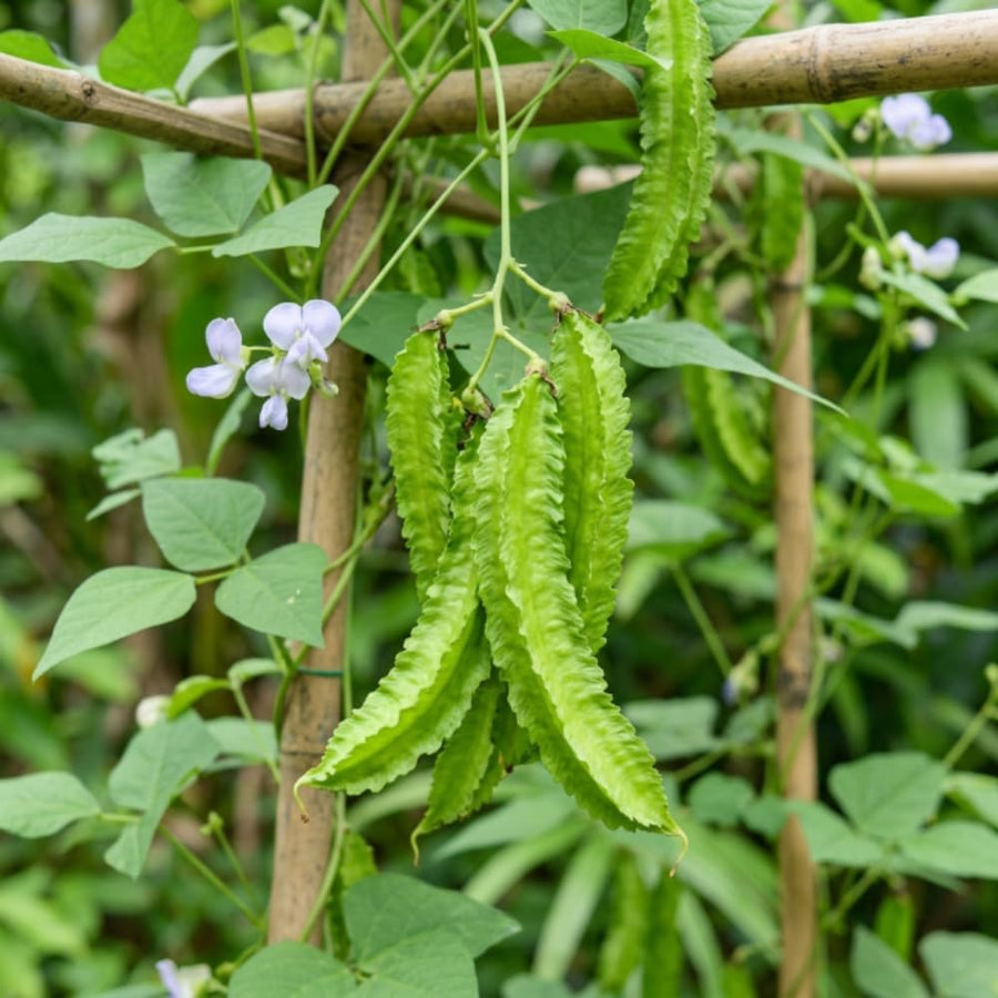 2PPP Winged Bean Plant Live in 4 Inch Pot, Bean Live Plant 5 Inches Tall, Well Rooted Vegetable Plant for Growing