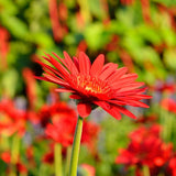 2 Daisy Plants Live, Red Gerbera Daisy Live Plants, 3 to 6 Inc Tall, Daisy Flower Plants Live, Live Daisy Plants, 2 Plants