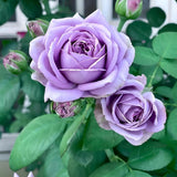 Rose Bush Live Plant - Rose Plant Live Shrub - Bareroot with Soil 5-10 Inch Tall - Fragrant Rose Flowers Heirloom Rose Shrub (Light Purple Rose)