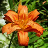 10 Double Orange Daylily Roots, Hardy Perennial Flower for Garden Beds and Borders Planting, Easy Care, Ready to Grow
