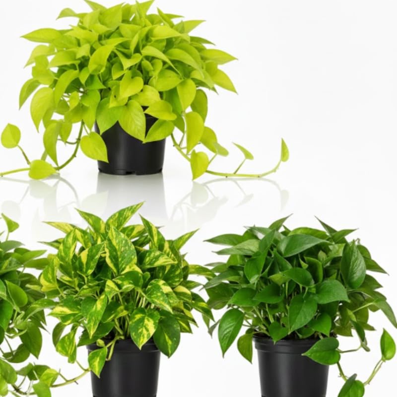 Set 3 Pothos Live Plants, Assorted Pothos Plant Live Indoor, Hanging Basket Vine Plant Indoor Outdoor, Easy to Plant