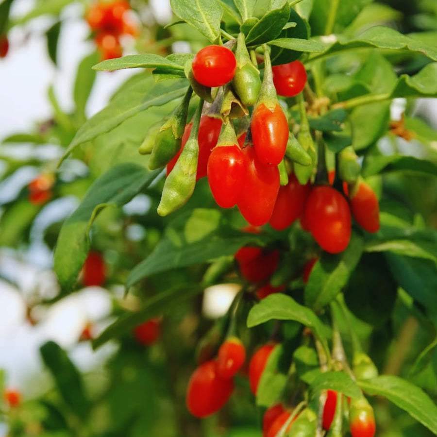 2 Red Goji Berry Plants Live, Goji Berry Tree Live Plant, Sweet Fruit Tree Gardening Outdoor, 5-7'' Tall, No Pot