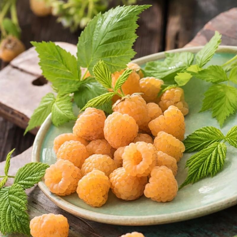 Anne Raspberry Plant Live Potted for Planting, 16-22 Inc Tall, Anne Raspberry Bush Live Plant, Raspberry Fruit Tree