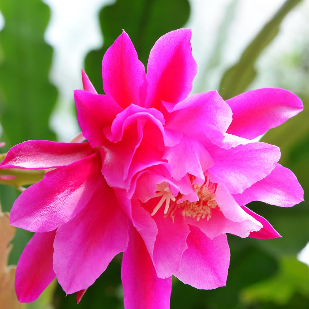 Epiphyllum Plants Live, 2 Plants per Pot, Orchid Cactus Plants for Indoor and Outdoor Planting, Well Rooted Orchid Cactus Plant, Ready to Plant (Pink Epiphyllum)