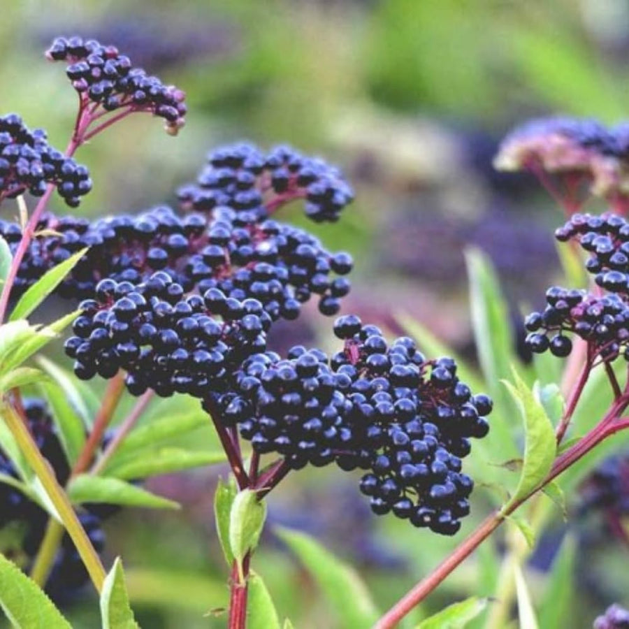 Elderberry Bush Live Plant, 1.5-2.5 Ft Tall, Sweet Fruit Tree, Elderberry Plants Live for Planting, Cold Hardy, 1 Gal Pot