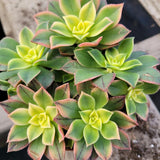 Green Aeonium Plant Live Succulent in 4" Pot, Rosette Succulent Live Plant for Indoor Outdoor Growing